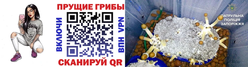 Псилоцибиновые грибы ЛСД  где можно купить наркотик  KRAKEN ССЫЛКА  Оса 